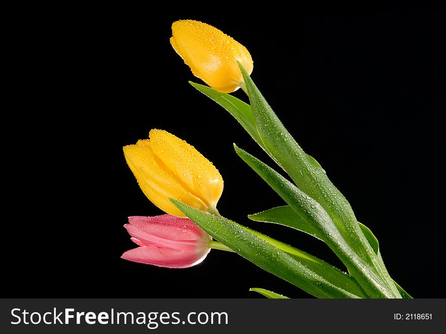 Three nice tulips with water drops isolated over black. Three nice tulips with water drops isolated over black