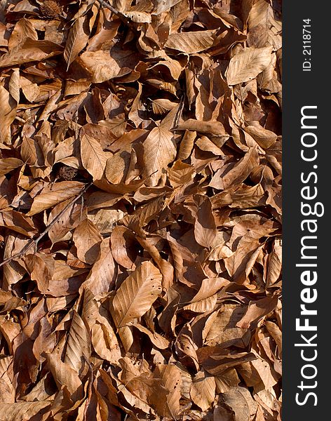 Dry orange leaves, full frame, usable as background. Dry orange leaves, full frame, usable as background