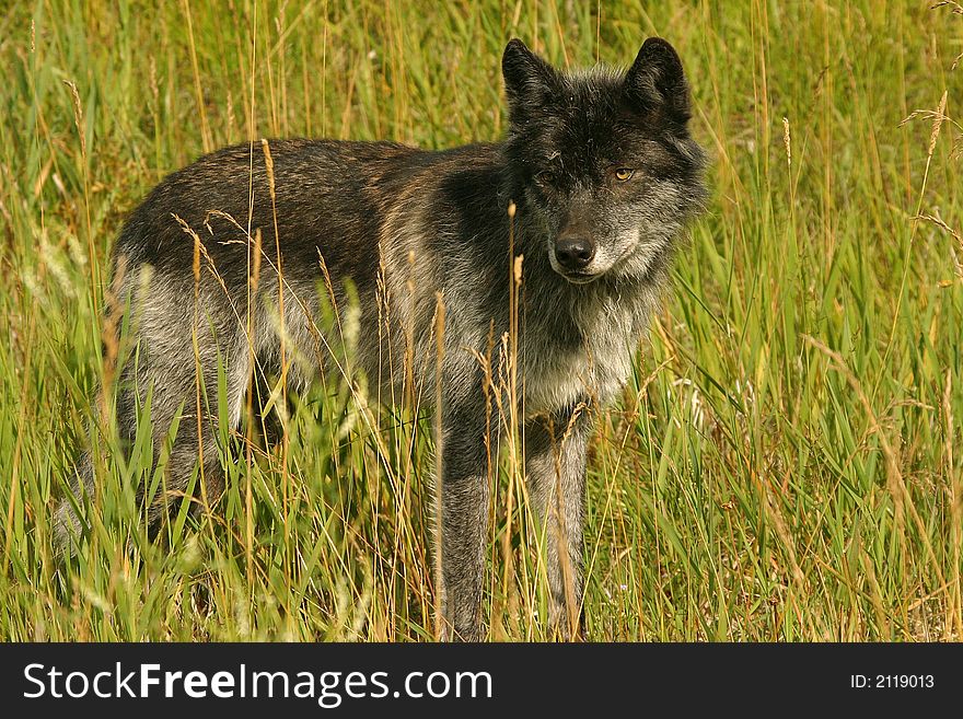 Dark grey wolf standing in high grass, British Columbia, Canada