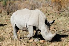 White Rhino Bull Stock Images White Rhino Bull Stock Images
