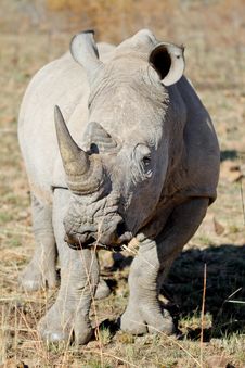 White Rhino Bull Stock Photo White Rhino Bull Stock Photo