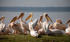 Pelicans Stock Photos Pelicans Stock Photos