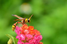 Wasp Stock Images Wasp Stock Images