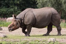 Indian Rhinoceros Stock Image