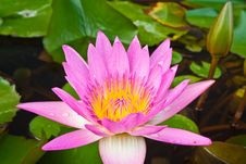 Pink Lotus Blooming Stock Photo