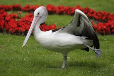 Australian Pelican Royalty Free Stock Photos Australian Pelican Royalty Free Stock Photos