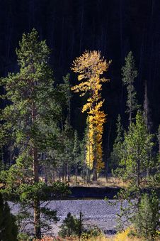 Tall Aspen Tree Stock Photography