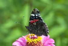 Butterfly The Admiral On A Pink Flower Royalty Free Stock Photo Butterfly The Admiral On A Pink Flower Royalty Free Stock Photo