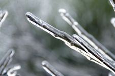Branches Covered In Ice Crystals Stock Photo