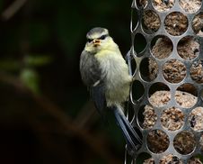 Blue Tit Royalty Free Stock Images
