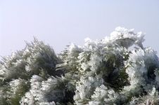 Branches Covered In Snow Stock Images Branches Covered In Snow Stock Images