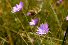 Purple Wildflowers Royalty Free Stock Photos Purple Wildflowers Royalty Free Stock Photos