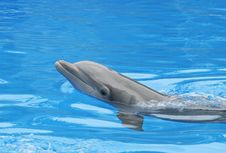 Dolphin Stock Image