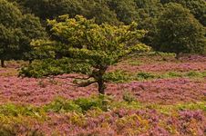 Lone Oak Grows Amongst Wild Heather Royalty Free Stock Photo Lone Oak Grows Amongst Wild Heather Royalty Free Stock Photo