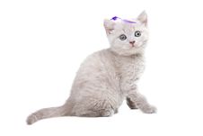 Pale-yellow British Kitten Royalty Free Stock Photo Pale-yellow British Kitten Royalty Free Stock Photo
