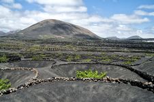 Vineyards In La Geria, Lanzarote, Spain. Royalty Free Stock Photography Vineyards In La Geria, Lanzarote, Spain. Royalty Free Stock Photography