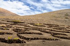 Vineyards In La Geria, Lanzarote Stock Image Vineyards In La Geria, Lanzarote Stock Image