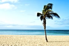 Beach With Palm Trees Stock Image Beach With Palm Trees Stock Image