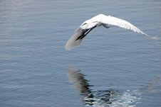 Great Egret Stock Images Great Egret Stock Images