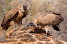 Feeding Vultures Royalty Free Stock Photography Feeding Vultures Royalty Free Stock Photography