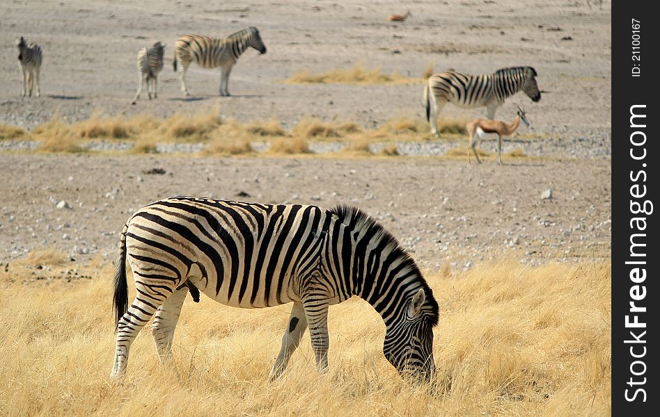 Herd Of Burchells Zebras In Etosha Wildpark