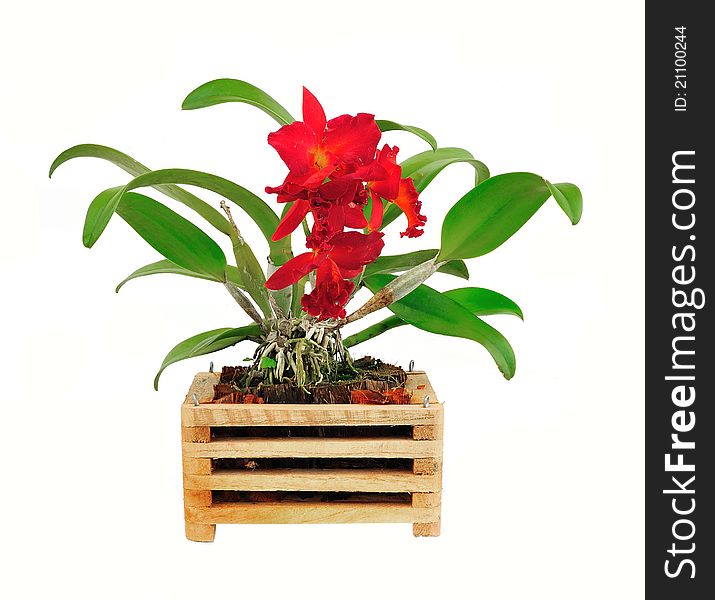 Beautiful Red Orchid Flower