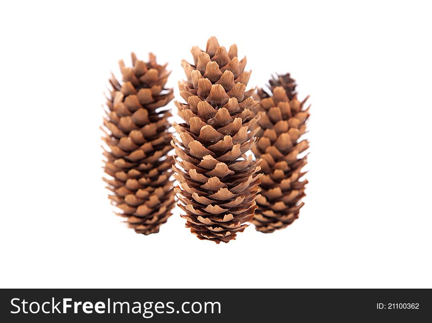 Three pinecones isolated on white background.