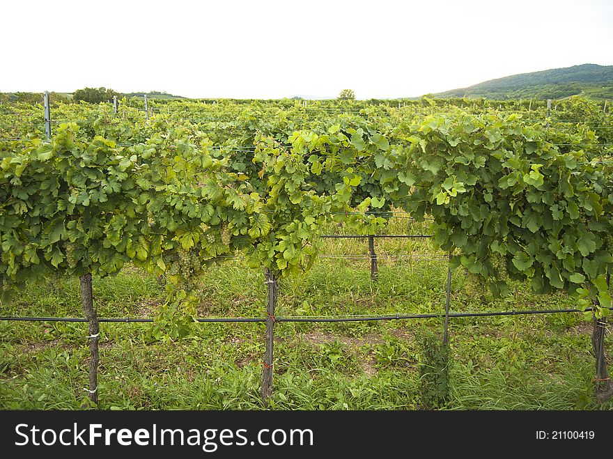 A view on a vineyard plantation