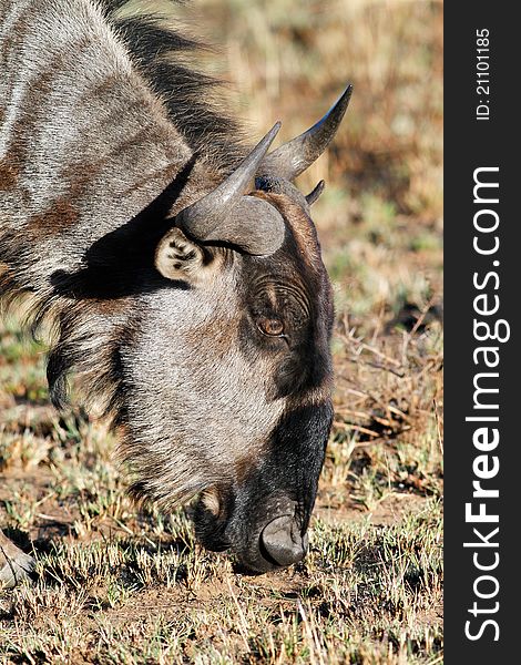 Wild Blue wildebees grazing in field