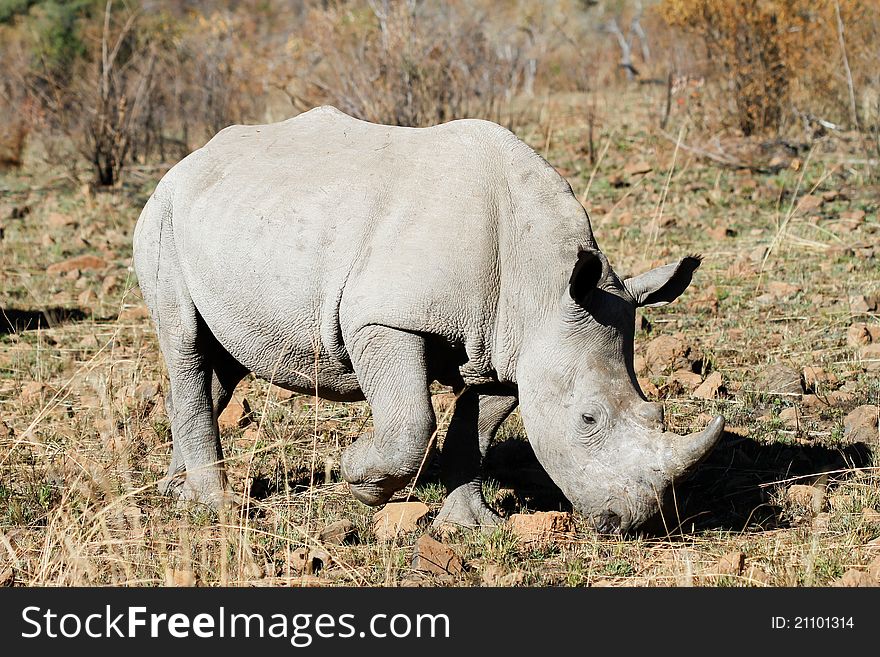 An adult white rhino bull in the kruger national park, south africa