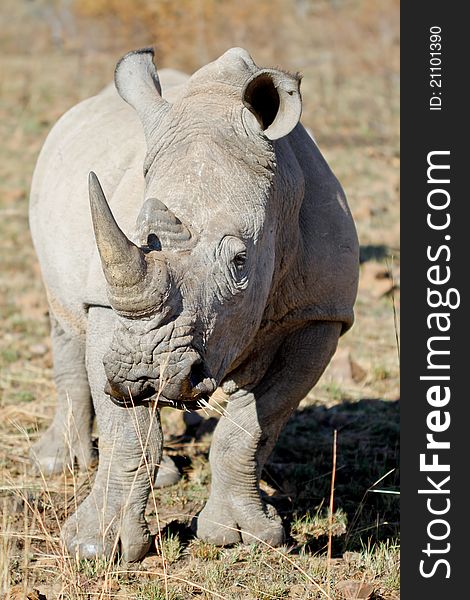 An adult white rhino bull in the kruger national park, south africa