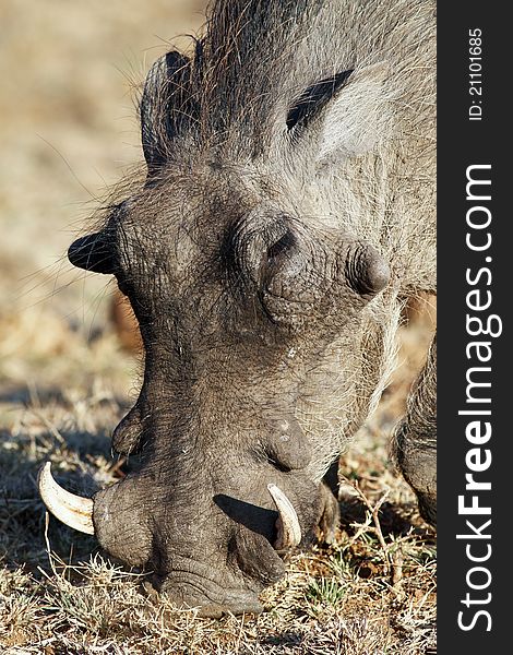 Portrait of warthog in kruger national park