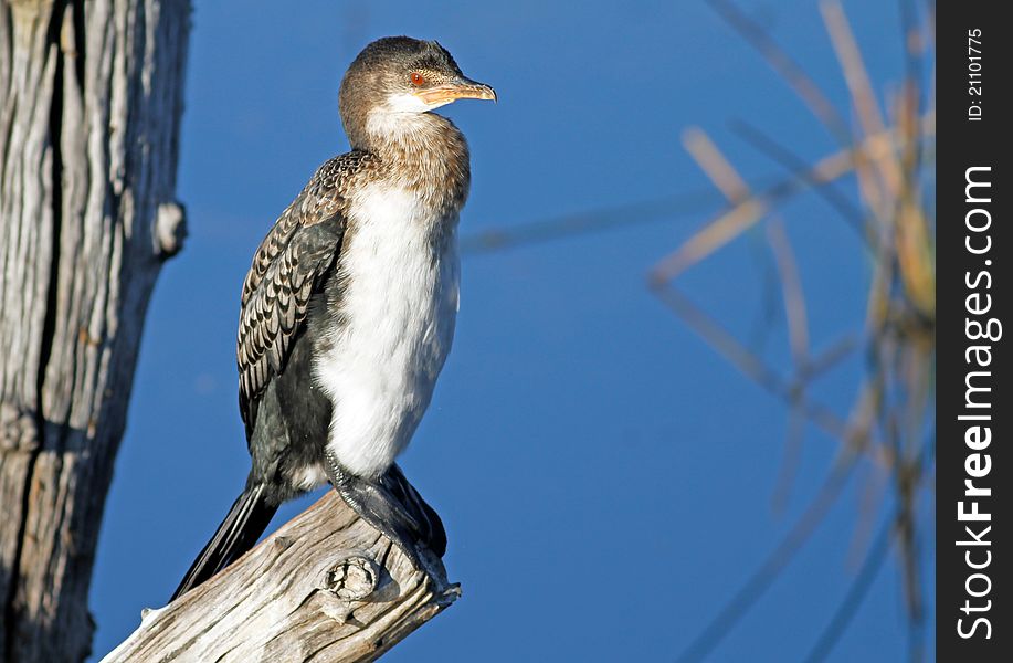 Reed comorant sitting on log to dry. Reed comorant sitting on log to dry