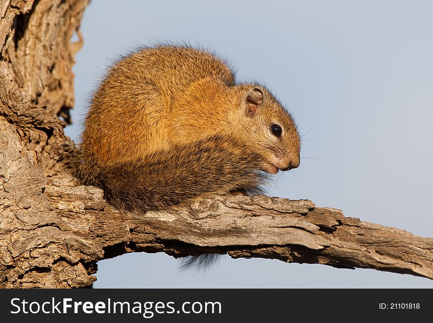 A tree squirrel sitting in the sun