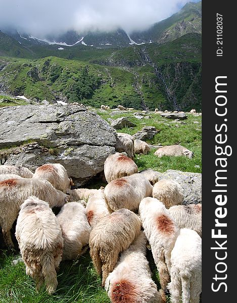 Sheep grazing near the foot of peak Moldoveanu, Fagaras,Romania. Sheep grazing near the foot of peak Moldoveanu, Fagaras,Romania