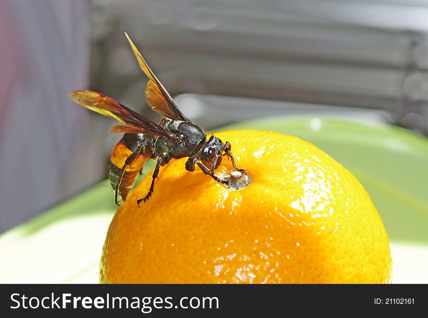 This typical hornet has a hard and rough body texture. the colour is totally black except a little portion of its abdomen is orange. like other insects it is an exoskeleton. it often enters the house. it is resting on an orange fruit. that particular orange fruit is ripen and scented. This typical hornet has a hard and rough body texture. the colour is totally black except a little portion of its abdomen is orange. like other insects it is an exoskeleton. it often enters the house. it is resting on an orange fruit. that particular orange fruit is ripen and scented.