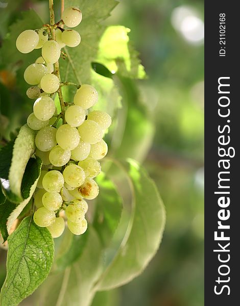 The grapes that grow on trees in the garden a new image. The grapes that grow on trees in the garden a new image