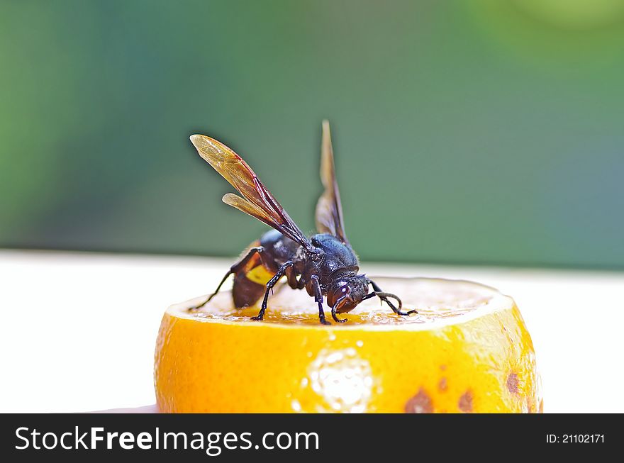 About one-fifth of the orange is cut off. this black and yellow black hornet spends its times to try the sweet and scented orange juice. About one-fifth of the orange is cut off. this black and yellow black hornet spends its times to try the sweet and scented orange juice.