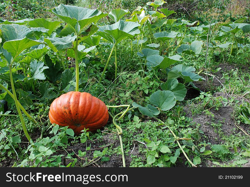 Gourd Plant Vegetable Pumpkin