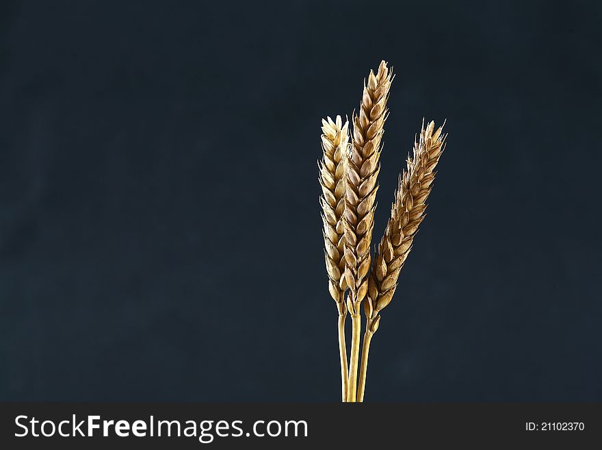 State of the field of ripe wheat farming. State of the field of ripe wheat farming