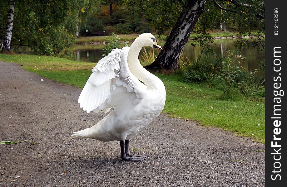 Mute Swan Stretching