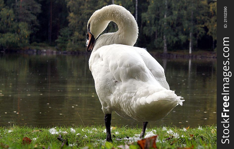 Mute swan standing by water