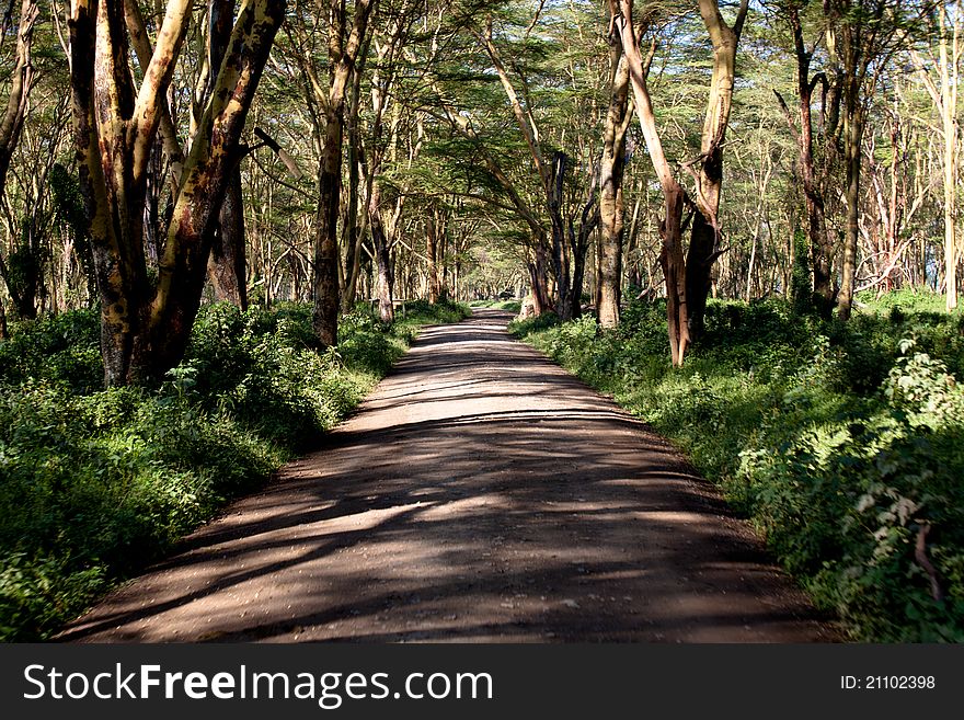 Pathway surrounded by lush greenery into nature reserve in Kenya. Pathway surrounded by lush greenery into nature reserve in Kenya