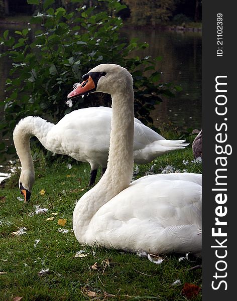 Mute swan couple and feathers. Mute swan couple and feathers