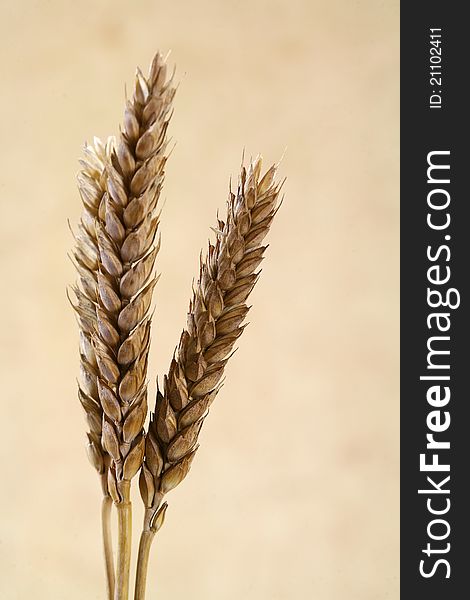 Coarse-grained image of mature wheat. Coarse-grained image of mature wheat