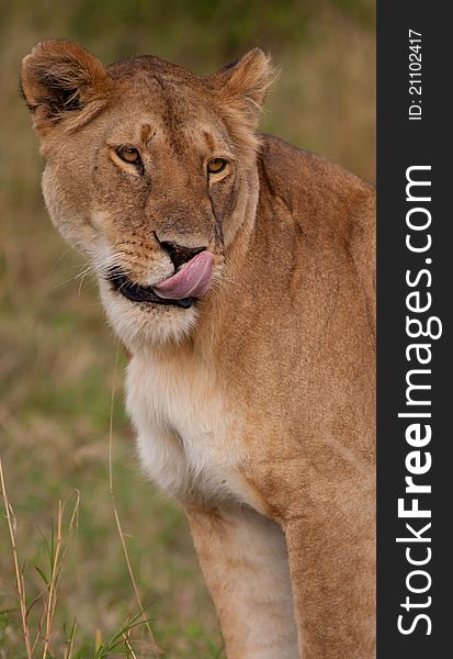 Lion looking contented after delicious meal. Lion looking contented after delicious meal