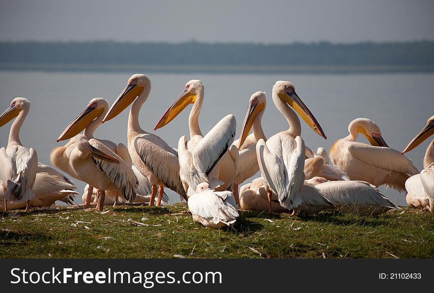 Pelicans basking in the sun at Lake Nakuru, Kenya