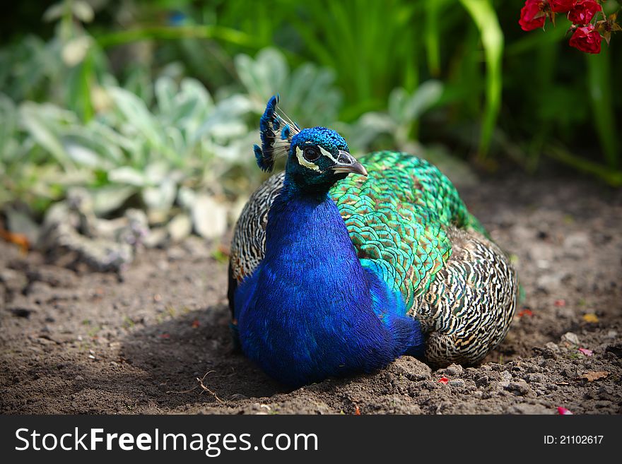 Peafowl Or A Peacock