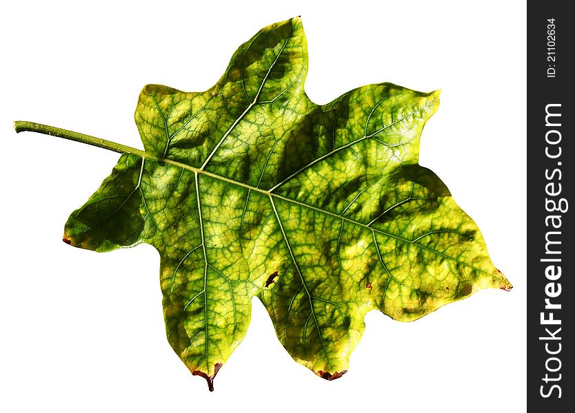 Close up of Green Leaf in Sri Lanka