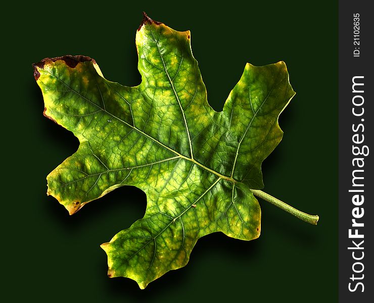 Close up of Green Leaf in Sri Lanka